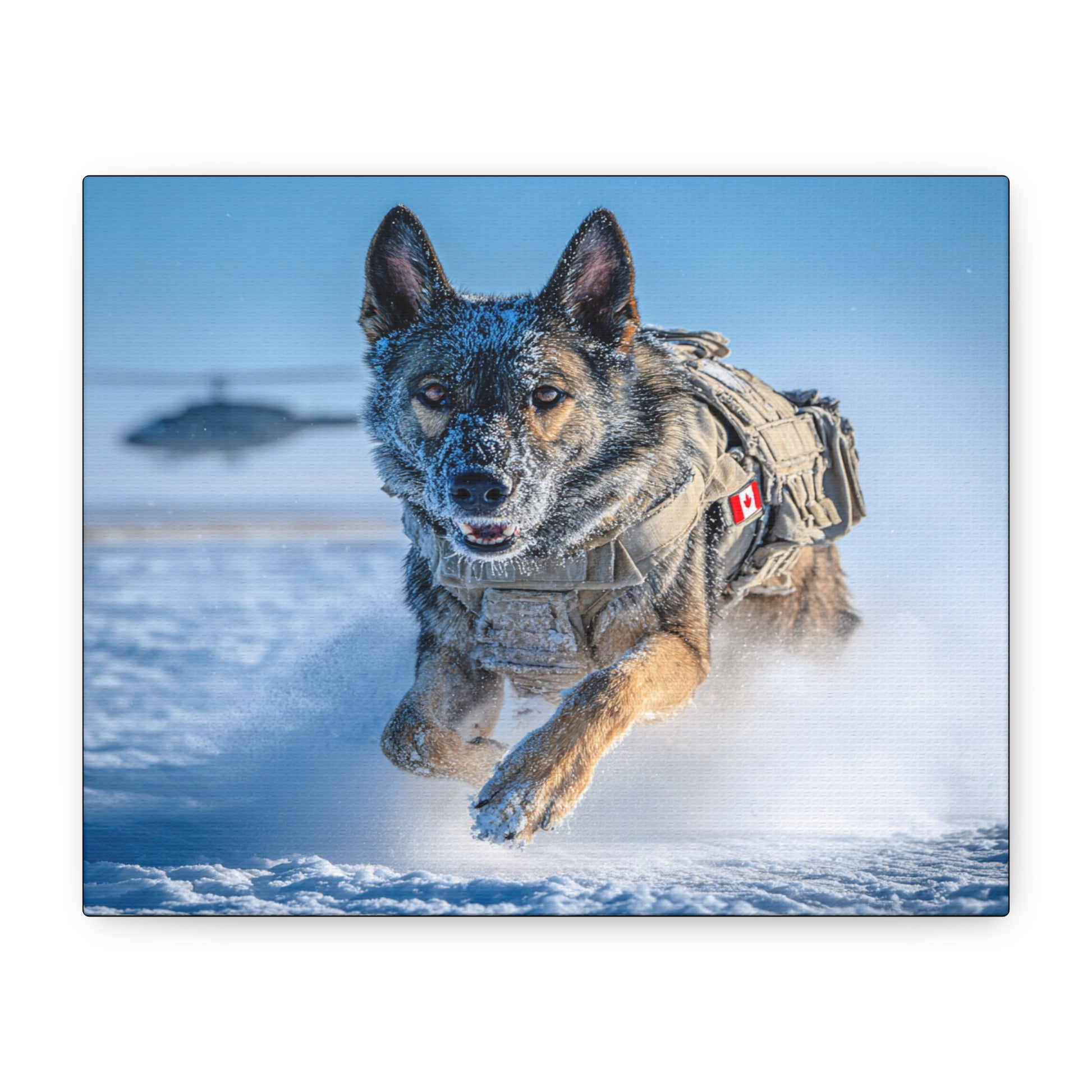 Canadian Military K9 – German Shepherd Canvas Wall Art - Tactical Motive