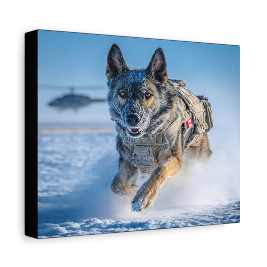 Canadian Military K9 – German Shepherd Canvas Wall Art - Tactical Motive